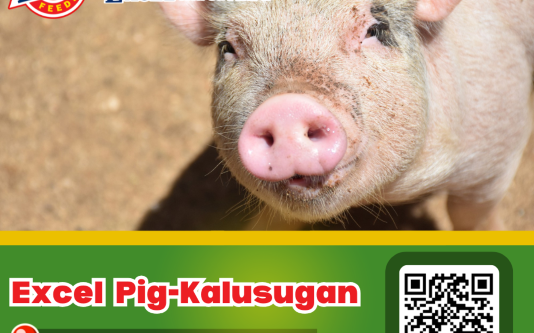 PIG-Kalusugansa Magsaysay, Tabuk, Kalinga