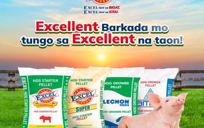 Pagtugon sa Pagkain ng Baboy sa Matinding Init