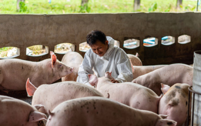 Ang Kahalagahan Ng Epektibong BiosecurityProgram Para Sa Baboy