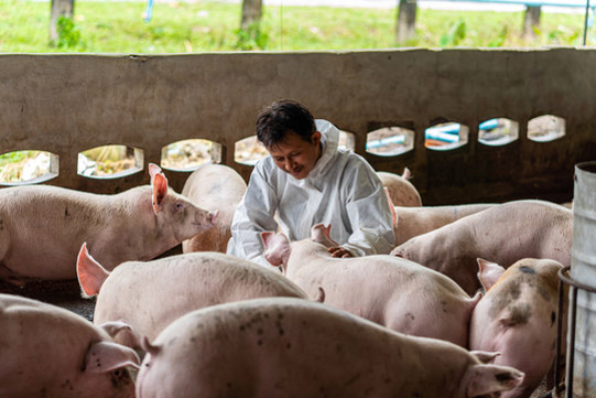 Bio-containment Vet Pigs