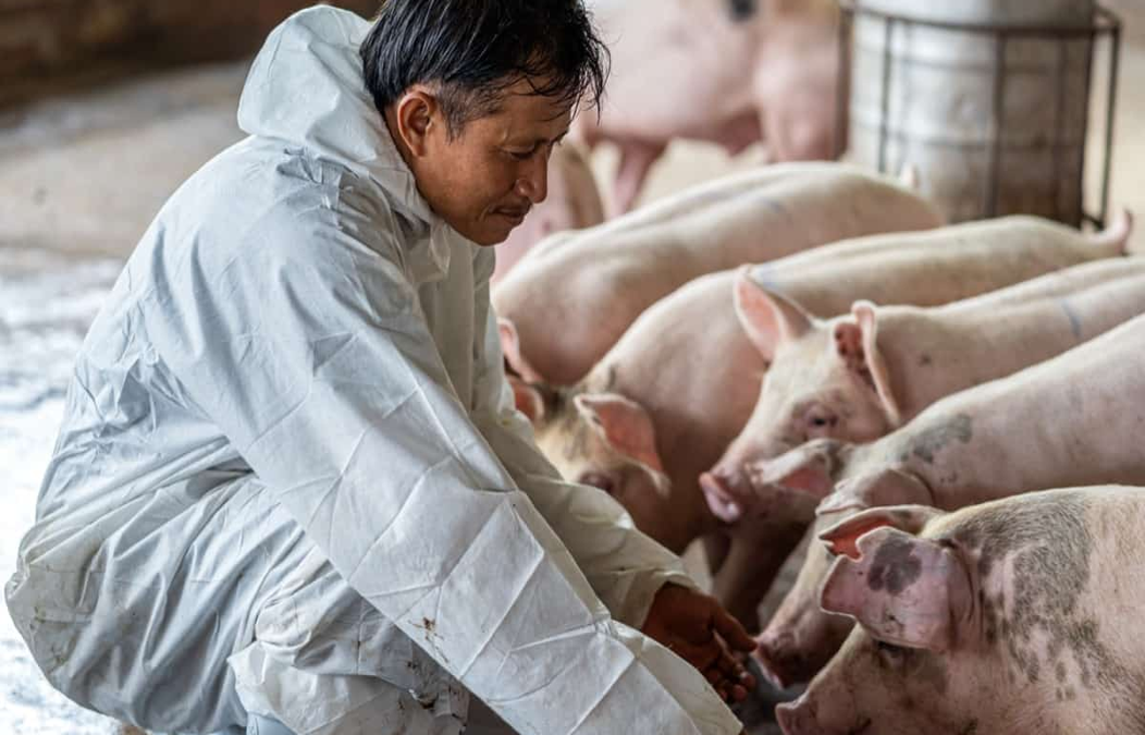 Paghahanda ng Babuyan Tuwing Tag-Ulan: Mga Dapat Gawin ng Mga Nag-aalaga ng Baboy