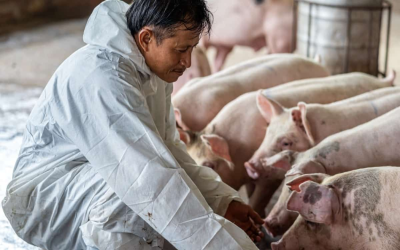 Paghahanda ng Babuyan Tuwing Tag-Ulan: Mga Dapat Gawin ng Mga Nag-aalaga ng Baboy