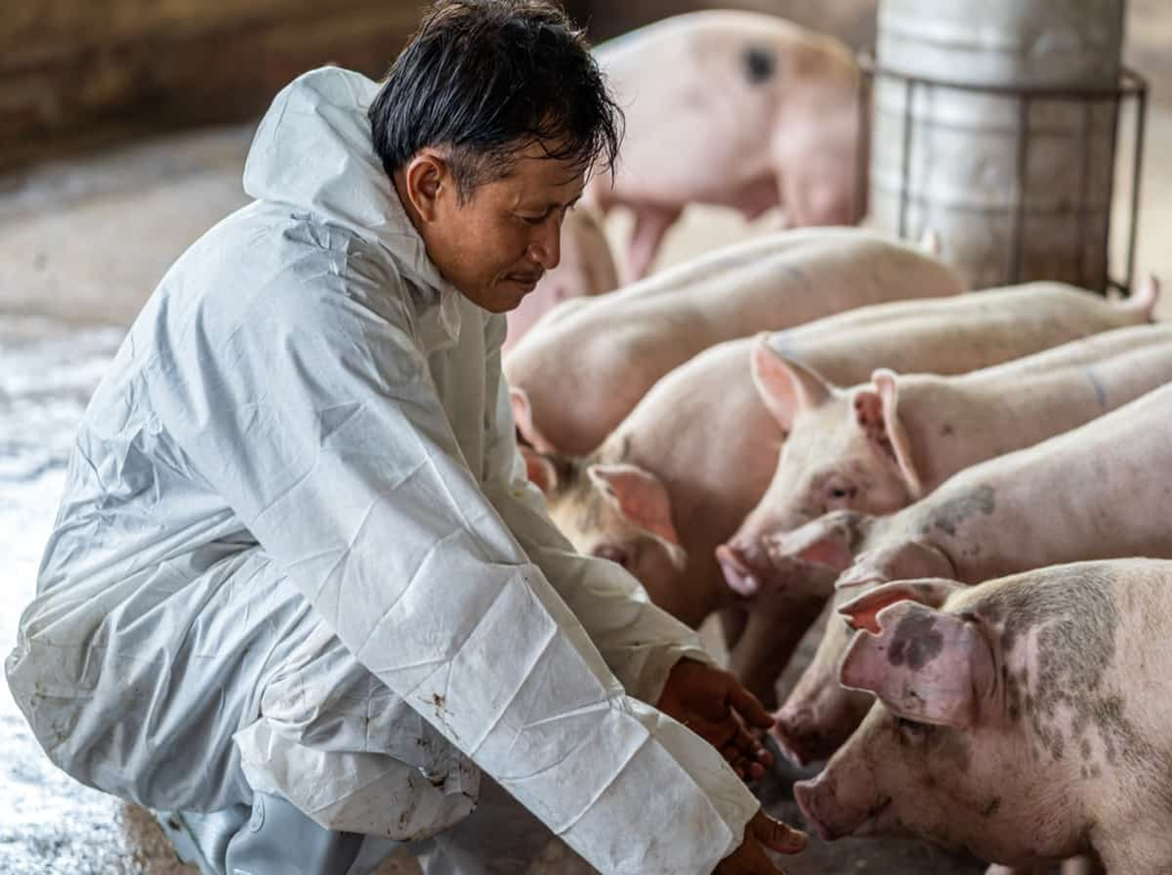 Paghahanda ng Babuyan Tuwing Tag-UlanMga Dapat Gawin ng Mga Nagaalaga ng Baboy