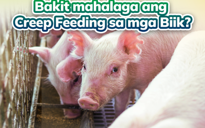 Bakit Mahalaga Ang Creep Feeding Sa Mga Biik?