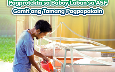 Pag Protekta Sa Baboy Laban Sa Asf Gamit Ang TamangPagpapakain