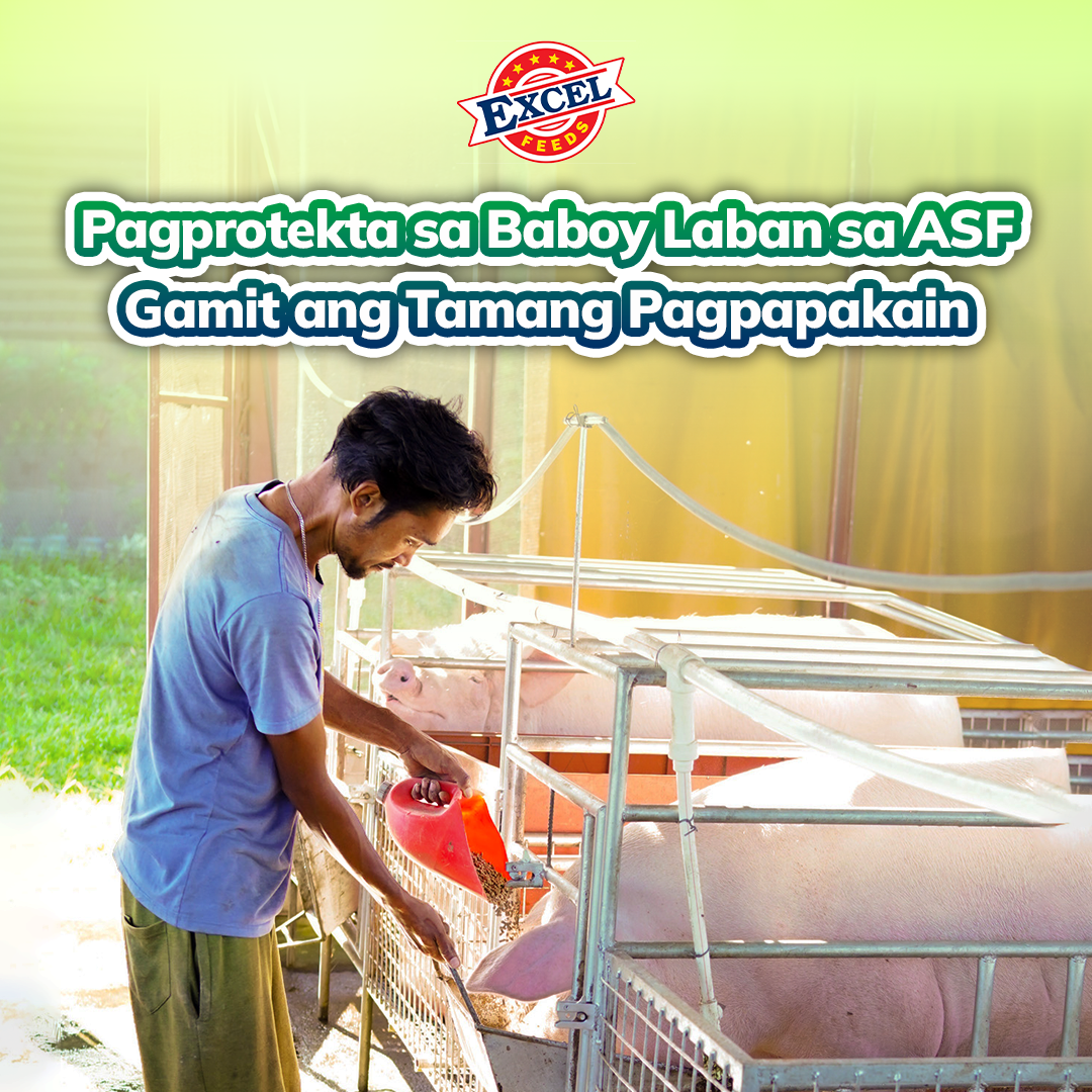 Excel Feeds-Pagprotekta sa Baboy Laban sa ASF Gamit ang Tamang Pagpapakain