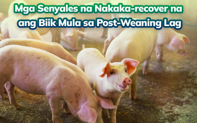 Mga Senyales Na Nakaka-Recover Na Ang Biik Mula Sa Post-Weaning Lag