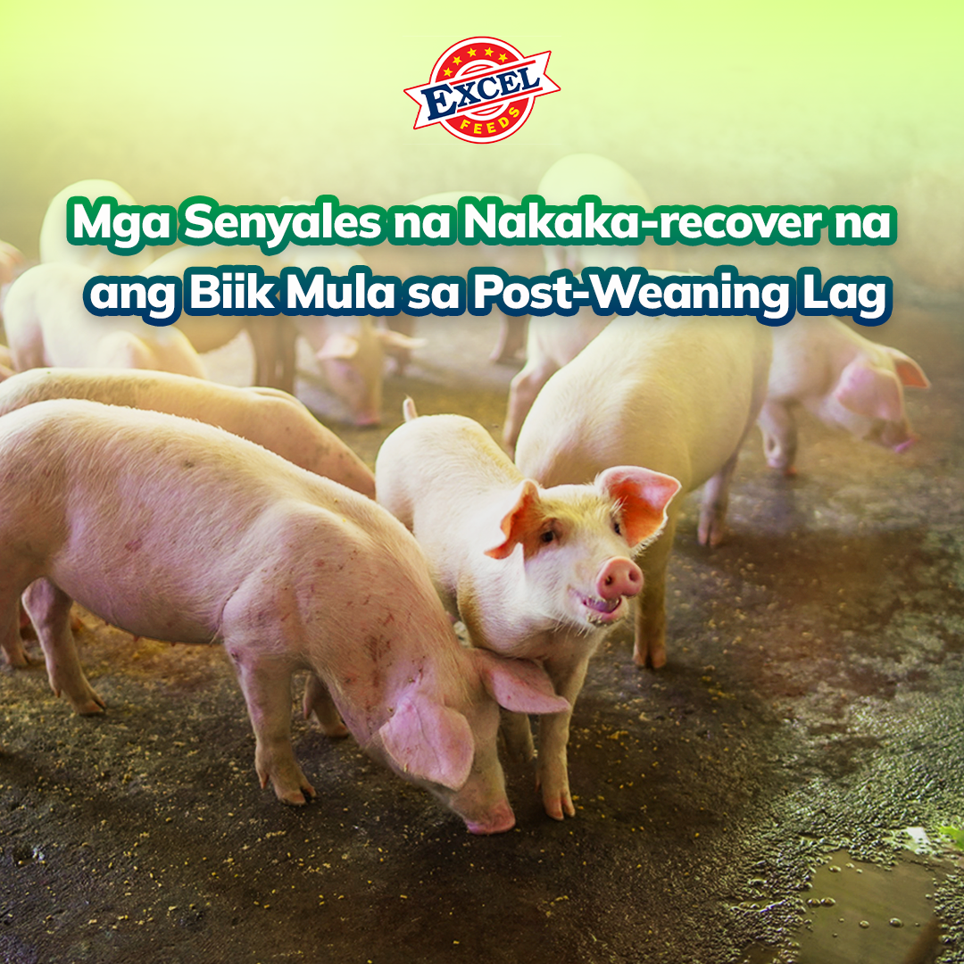 Excel Feeds - Mga Senyales Na Nakaka-Recover Na Ang Biik Mula Sa Post-Weaning Lag