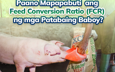 Paano Mapapabuti Ang Feed Conversion Ration (FCR) Ng Mga Patabaing Baboy?