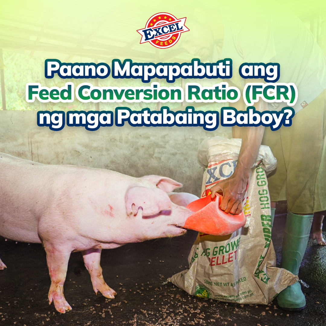 Excel Feeds - Paano Mapapabuti Ang Feed Conversion Ration (FCR) Ng Mga Patabaing Baboy