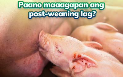 Paano Maaagapan Ang Post-Weaning Lag?