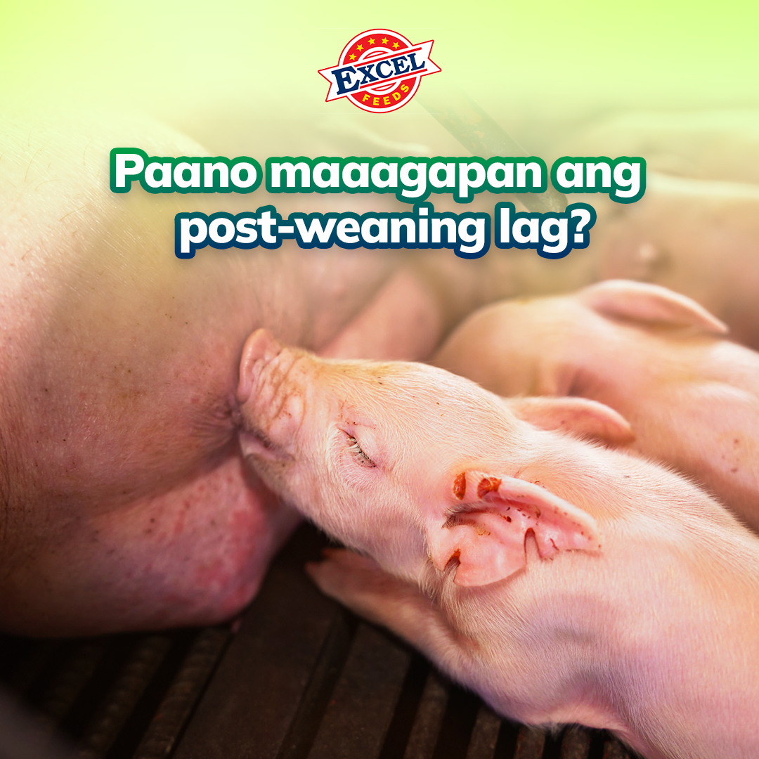 Excel Feeds - Paano maaagapan ang post-weaning lag?