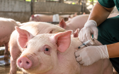 ASF VACCINE: ANO ANG DAPAT MALAMAN NG HOG RAISERS?